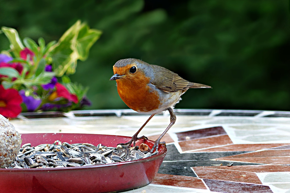 Birds-Birding-Ambient-Birds-animal-bird-robin-table-bird-seed.