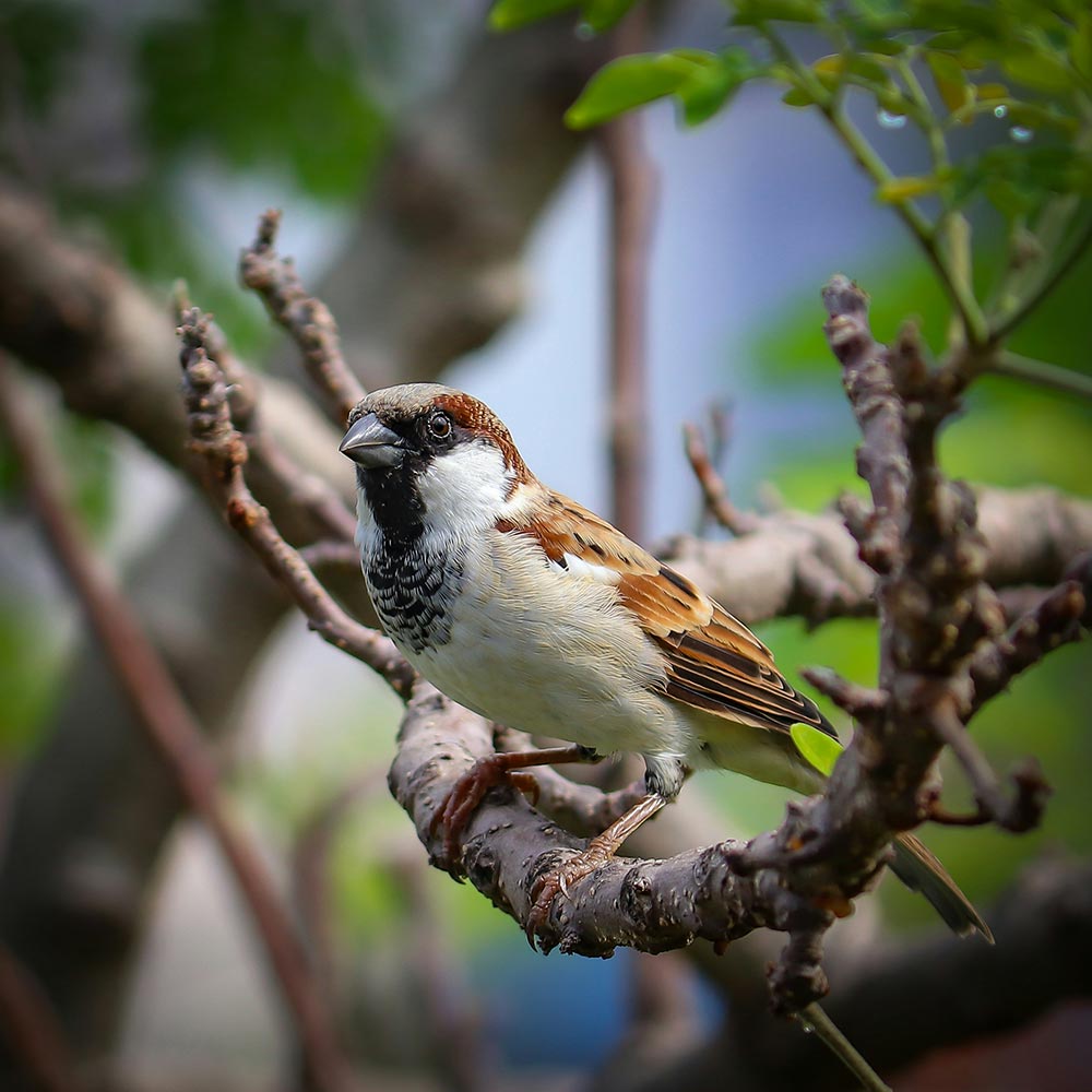 Birds-Birding-Ambient-Birds-brown-and-white-bird-on-tree-branch-blue-pink-flowers.