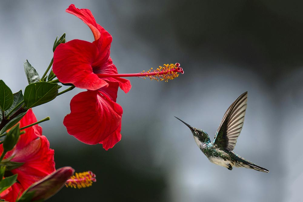 Birds-Birding-Ambient-Birds-brown-hummingbird-selective-focus-photography-red-hibiscus.