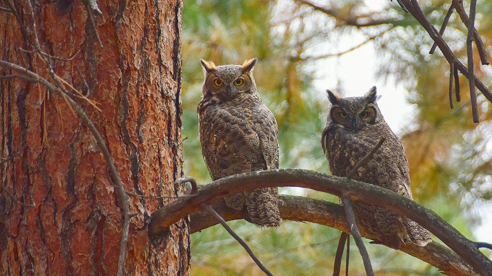 Birds-Birding-Ambient-Birds-two-gray-owls-perching-on-brown-tree-at-daytime.