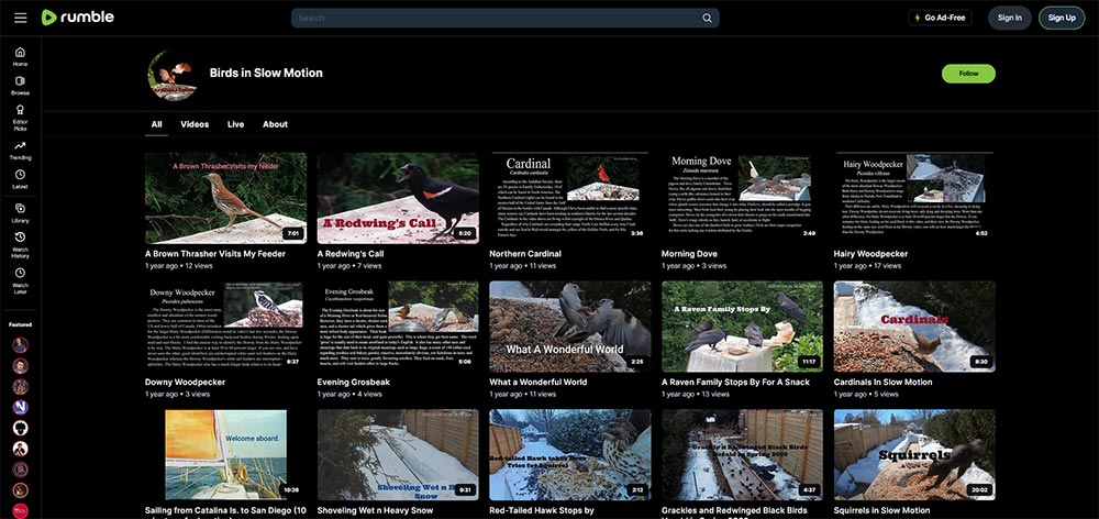 Birds in Slow Motion - Birds Rumble video channel home page screenshot.