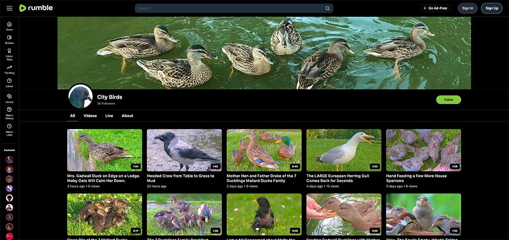 City Birds - Birds Rumble video channel home page screenshot.