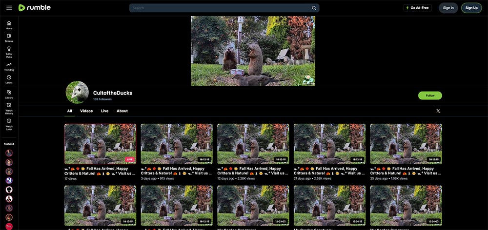 CultoftheDucks - Birds Rumble video channel home page screenshot.