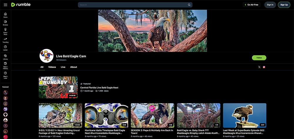 Live Bald Eagle Cam - Birds Rumble video channel home page screenshot.