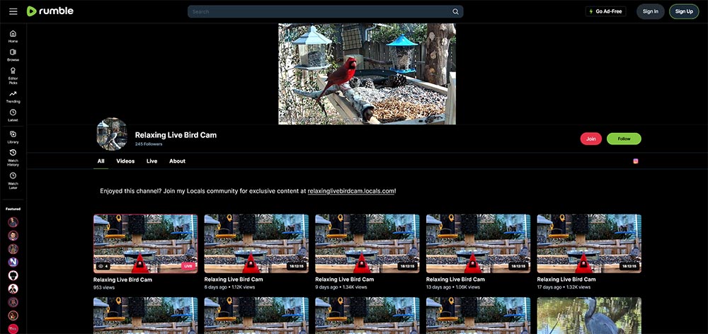 Relaxing Live Bird Cam - Birds Rumble video channel home page screenshot.