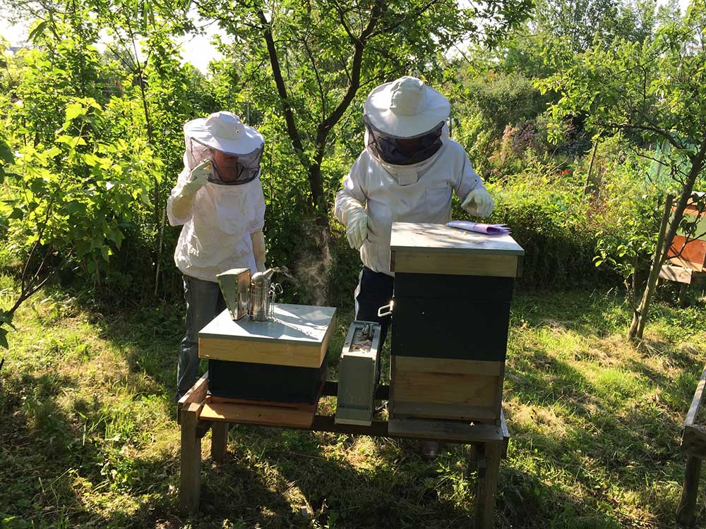beekeepers-bees-hive-beekeeping