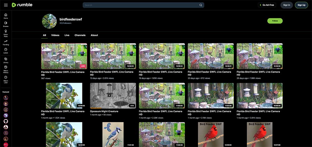 birdfeederswf - Birds Rumble video channel home page screenshot.